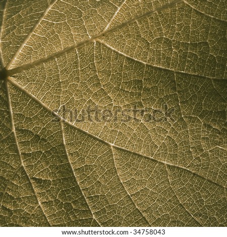 Images of background texture and pattern. grunge leaf.