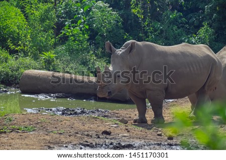 The Javan rhinoceros (Rhinoceros sondaicus), also known as the Sunda rhinoceros or lesser one-horned rhinoceros, is a very rare member of the family Rhinocerotidae and one of five extant rhinoceroses.