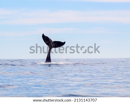 Similar – Image, Stock Photo Whale tale in blue sea water. Ink and watercolor drawing