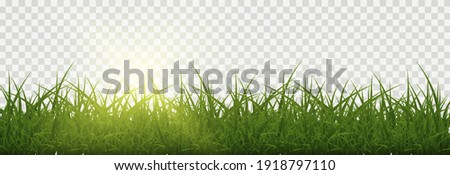 Vector grass, lawn. Grasses png, lawn png. Young green grass with sun glare.