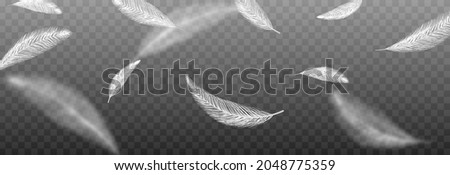 Vector feathers on an isolated transparent background. Falling feathers png, flying feathers, png.