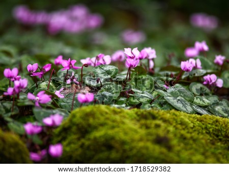 Similar – Image, Stock Photo Amazing cyclamen in bloom in winter