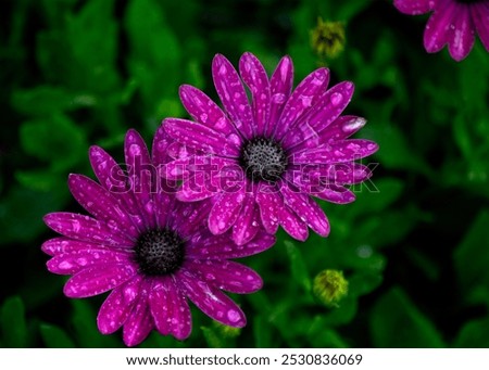 Similar – Image, Stock Photo Purple Cape Marguerite in bloom