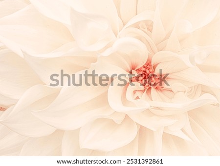Similar – Image, Stock Photo Pink dahlia, minimal aesthetic background