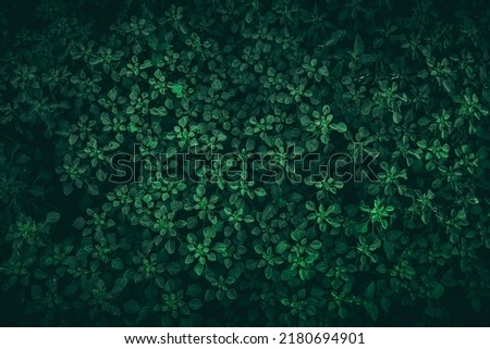 Similar – Image, Stock Photo beauty in green tones, spain