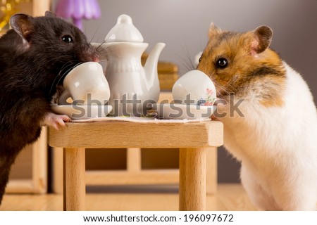 two hamsters in a room drinking tea and socialize / hamster drink tea