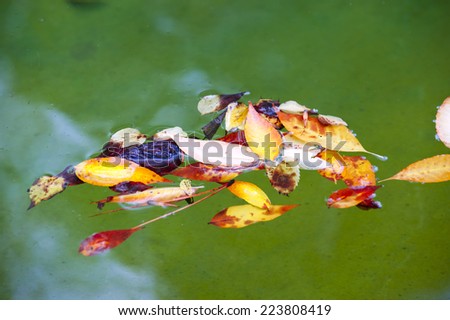 leaves in water fall/leaves in water fall