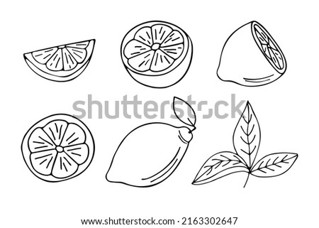 Lemon doodle illustrations set in vector. Hand drawn lemon illustrations collection in vector.