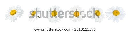 Similar – Image, Stock Photo Daisies