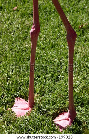 flamingos legs