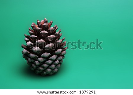 Perfect pinecone on a clean surface
