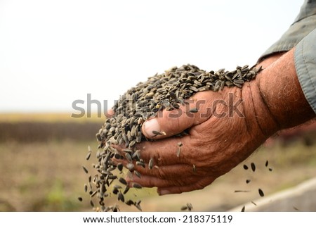 Sunflower seeds in the hands of farmers