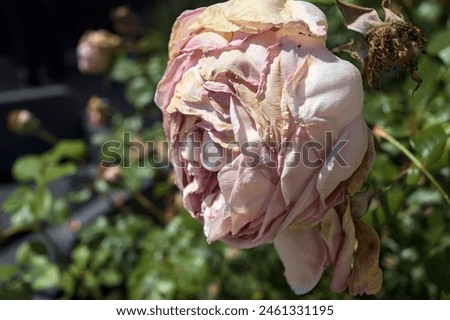 Similar – Image, Stock Photo Almost withered pink flower of a hydrangea with a fine frost edge. Close-up with shallow depth of field and plenty of room for text.