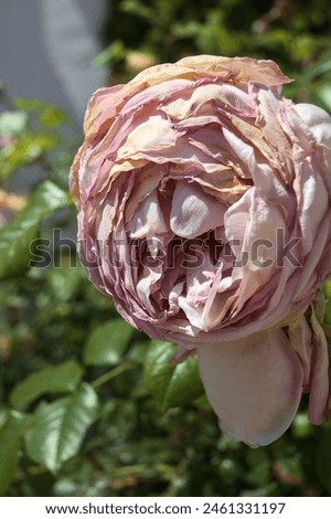 Similar – Image, Stock Photo Almost withered pink flower of a hydrangea with a fine frost edge. Close-up with shallow depth of field and plenty of room for text.