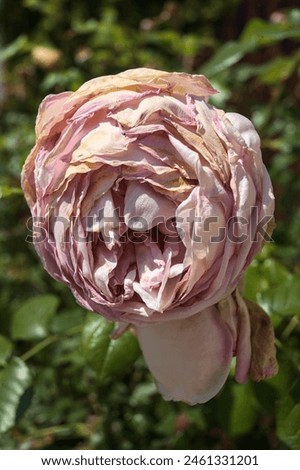 Similar – Image, Stock Photo Almost withered pink flower of a hydrangea with a fine frost edge. Close-up with shallow depth of field and plenty of room for text.