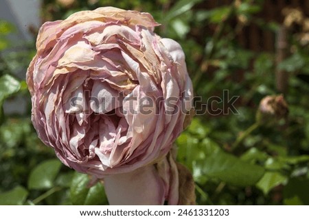 Similar – Image, Stock Photo Almost withered pink flower of a hydrangea with a fine frost edge. Close-up with shallow depth of field and plenty of room for text.