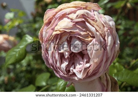 Image, Stock Photo Almost withered pink flower of a hydrangea with a fine frost edge. Close-up with shallow depth of field and plenty of room for text.