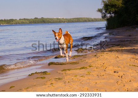 Red and white Basenji. Dog running on the sandy banks of the river. Sun at sunset