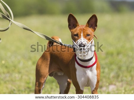 Basenji dog in a muzzle for coursing. White muzzle