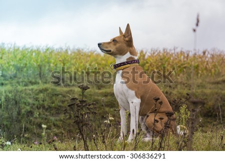 Basenji dog sits amid fields of corn.