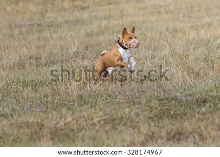 Coursing. Basenji dogs run after a lure. Grassy field. Autumn