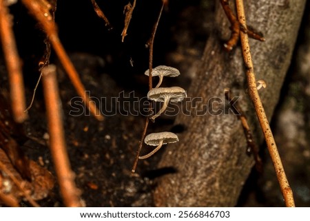 Similar – Image, Stock Photo little mushroom head