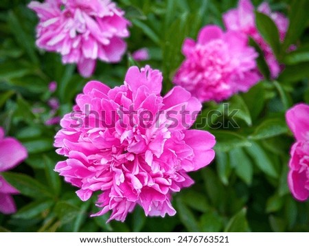 Similar – Image, Stock Photo Amazingly beautiful pink Peony on light pink background. Card Concept, copy space for text