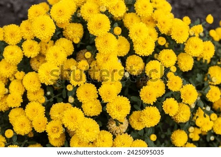 Similar – Image, Stock Photo Yellow chrysanthemum bouquet on yellow background. Copy space