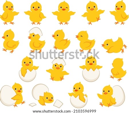 Illustration set of chicks in various poses and chicks born from eggs