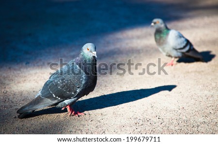 Two pigeons on the ground