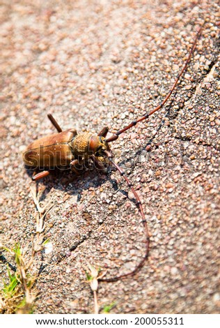 Large beetle with long antennae on a stone.