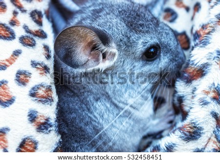 The Small Gray Chinchilla With Big Ears Stock Photo 532458451