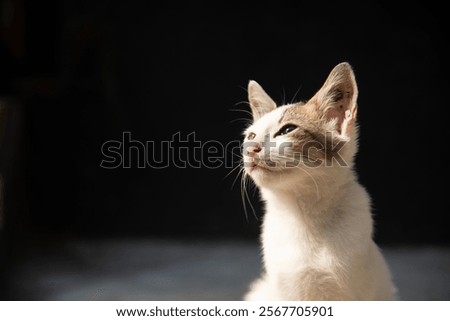 Similar – Image, Stock Photo Cat silhouette in sunny backlight