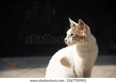 Similar – Image, Stock Photo Cat silhouette in sunny backlight