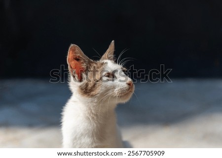 Similar – Image, Stock Photo Cat silhouette in sunny backlight