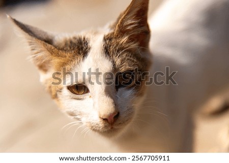 Similar – Image, Stock Photo Cat silhouette in sunny backlight