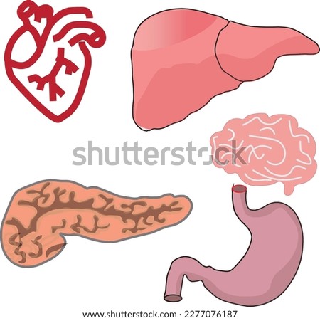 Five human organs - Stomach, liver , heart  spleen and brain - Anatomy illustration, vector , icon 