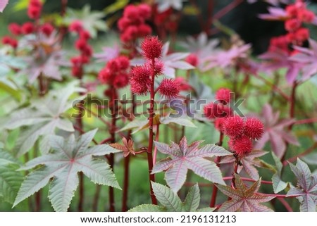 Similar – Image, Stock Photo castor oil plant Garden