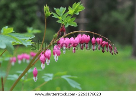 Similar – Image, Stock Photo flower bud Nature bleed