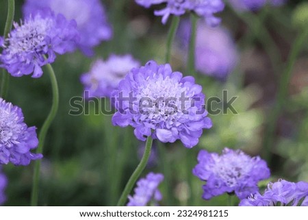 Similar – Image, Stock Photo blue Blossom purple Nectar