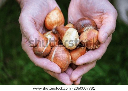 Image, Stock Photo Spring bulbs ready for transplanting. Gardening concept. Easter concept.