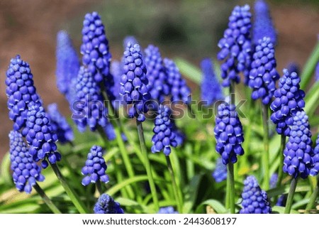 Similar – Image, Stock Photo A grape hyacinth blooms in the garden, moistened with drops of water.