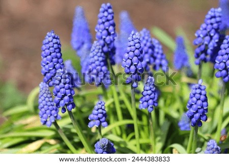 Image, Stock Photo A grape hyacinth blooms in the garden, moistened with drops of water.