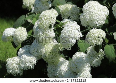 Similar – Image, Stock Photo Hydrangea Environment