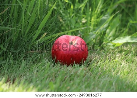 Image, Stock Photo Apples lie in a bowl on a scale and are weighed