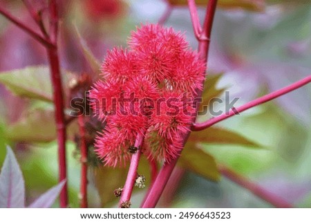 Similar – Image, Stock Photo castor oil plant Garden