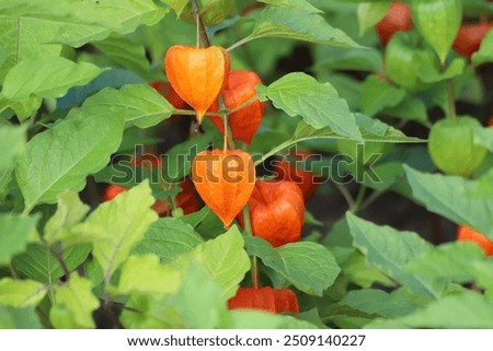 Similar – Foto Bild Die Frucht Physalis mit Kelchblättern