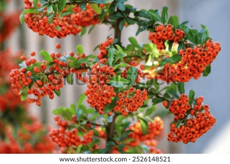 Similar – Image, Stock Photo Firethorn (Pyracantha coccinea)