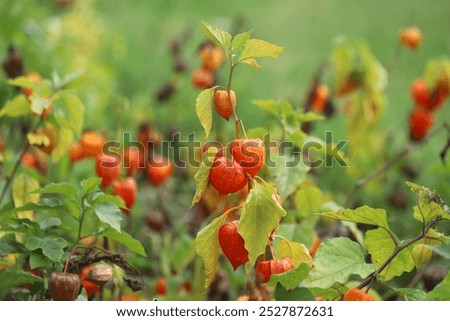 Similar – Foto Bild Physalis | Lampionblume | Herbstschätze | sammeln & dekorieren.