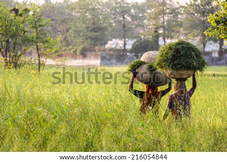 KUSHINAGAR, INDIA - MARCH 10, 2013: Indian women carry hay back home. India, Kushinagar. March 10, 2013